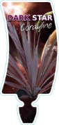 Picture of CORDYLINE DARK STAR                                                                                                                                   