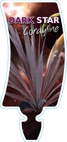 Picture of CORDYLINE DARK STAR                                                                                                                                   