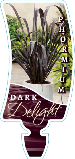 Picture of PHORMIUM DARK DELIGHT                                                                                                                                 