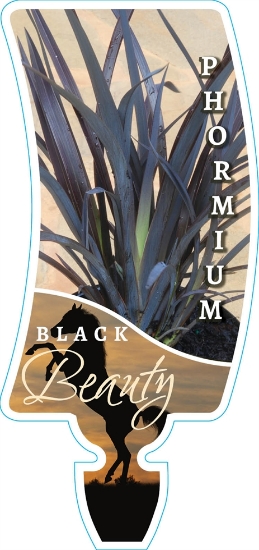 Picture of PHORMIUM BLACK BEAUTY                                                                                                                                 