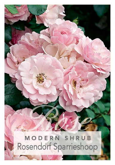 Picture of ROSE ROSENDORF SPARRIESHOOP (SHRUB)                                                                                                                   