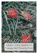 Picture of GREVILLEA BANKSII PROSTRATE RED                                                                                                                       