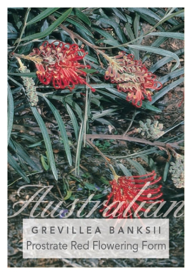 Picture of GREVILLEA BANKSII PROSTRATE RED                                                                                                                       