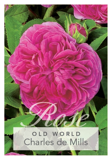 Picture of ROSE CHARLES DE MILLS (OW)                                                                                                                            