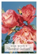 Picture of ROSE GENERAL GALLIENI (OW)                                                                                                                            