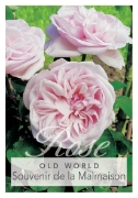 Picture of ROSE SOUVENIR DE LA MALMAISON (OW)                                                                                                                    