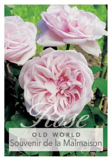 Picture of ROSE SOUVENIR DE LA MALMAISON (OW)                                                                                                                    