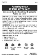 Picture of PARROTIA PERSICA PERSIAN WITCH                                                                                                                        