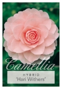 Picture of CAMELLIA HARI WITHERS                                                                                                                                 