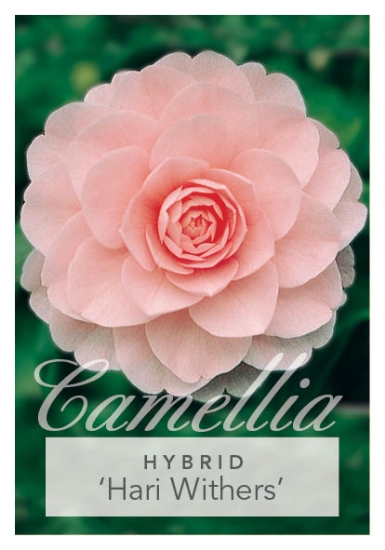 Picture of CAMELLIA HARI WITHERS                                                                                                                                 