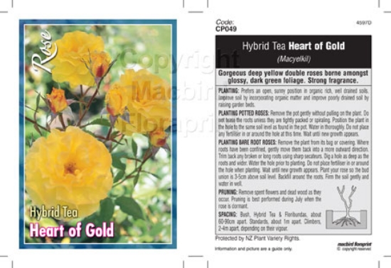 Picture of ROSE HEART OF GOLD (HT)                                                                                                                               