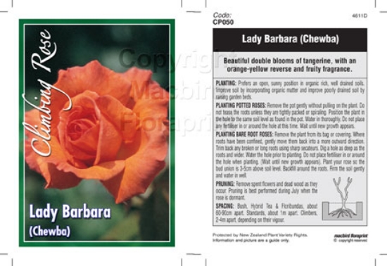 Picture of ROSE LADY BARBARA CLIMBING                                                                                                                            
