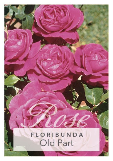 Picture of ROSE OLD PORT (FL)                                                                                                                                    