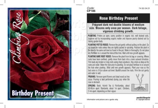 Picture of ROSE BIRTHDAY PRESENT CLIMBING                                                                                                                        