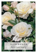 Picture of ROSE ANNIVERSARY (FL)                                                                                                                                 