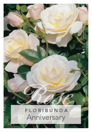Picture of ROSE ANNIVERSARY (FL)                                                                                                                                 