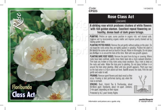 Picture of ROSE CLASS ACT (FL)                                                                                                                                   