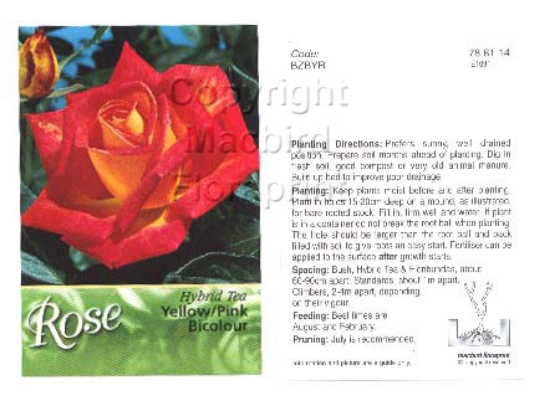 Picture of ROSE BICOLOUR YELLOW PINK (UNNAMED VARIETY) (HT)                                                                                                      