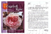 Picture of ROSE CRESSIDA (English)                                                                                                                               