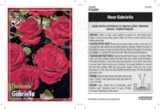Picture of ROSE GABRIELLA (FL)                                                                                                                                   