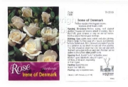Picture of ROSE IRENE OF DENMARK (FL)                                                                                                                            