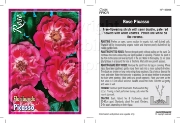 Picture of ROSE PICASSO (FL)                                                                                                                                     