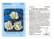 Picture of ROSE BICOLOUR WHITE YELLOW (UNNAMED VARIETY) (FL)                                                                                                     