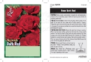 Picture of ROSE DARK RED (UNNAMED VARIETY) (FL)                                                                                                                  