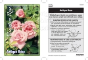 Picture of ROSE MINI ANTIQUE ROSE                                                                                                                                