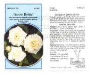 Picture of ROSE MINI SNOW BRIDE                                                                                                                                  