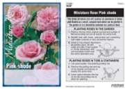Picture of ROSE MINI PINK SHADE (UNNAMED VARIETY)                                                                                                                
