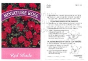 Picture of ROSE MINI RED SHADE (UNNAMED VARIETY)                                                                                                                 