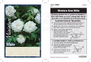Picture of ROSE MINI WHITE SHADE (UNNAMED VARIETY)                                                                                                               