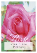 Picture of ROSE PINK SILK (HT)                                                                                                                                   