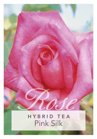 Picture of ROSE PINK SILK (HT)                                                                                                                                   