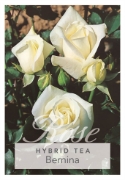Picture of ROSE BERNINA (HT)                                                                                                                                     