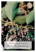 Picture of PHYLLANTHUS CUSCUTIFLORUS PINK                                                                                                                        