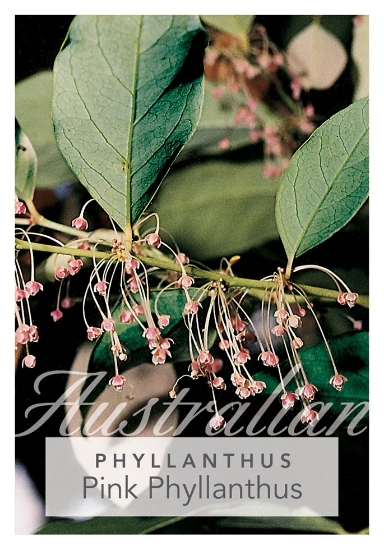 Picture of PHYLLANTHUS CUSCUTIFLORUS PINK                                                                                                                        