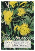 Picture of XANTHOSTEMON CHRYSANTHUS GOLDEN PENDA                                                                                                                 