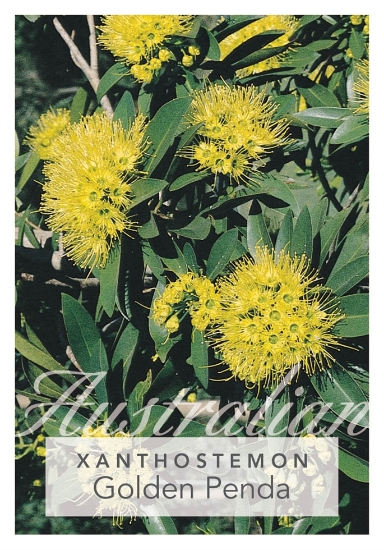 Picture of XANTHOSTEMON CHRYSANTHUS GOLDEN PENDA                                                                                                                 