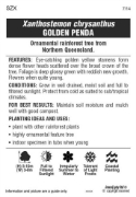 Picture of XANTHOSTEMON CHRYSANTHUS GOLDEN PENDA                                                                                                                 