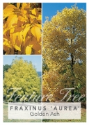 Picture of FRAXINUS EXCELSIOR AUREA GOLDEN ASH Jumbo Tag                                                                                                         