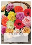 Picture of ROSE HYBRID TEA - MIXED PICTURE (UNNAMED VARIETY)                                                                                                     