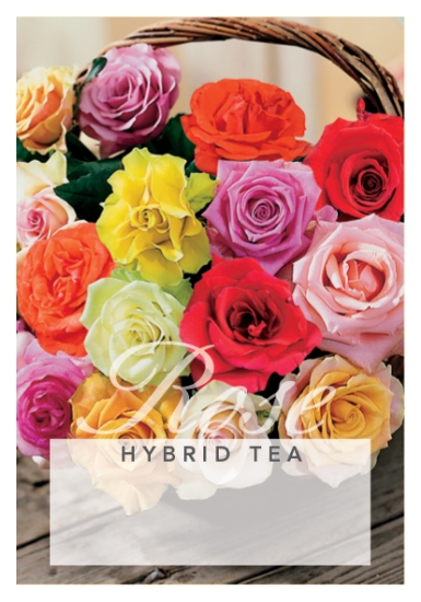 Picture of ROSE HYBRID TEA - MIXED PICTURE (UNNAMED VARIETY)                                                                                                     