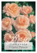 Picture of ROSE CRYSTAL PALACE (FL)                                                                                                                              