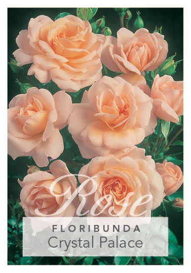 Picture of ROSE CRYSTAL PALACE (FL)                                                                                                                              