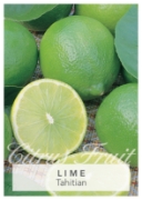 Picture of FRUIT CITRUS LIME TAHITIAN Jumbo Tag                                                                                                                  