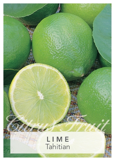 Picture of FRUIT CITRUS LIME TAHITIAN Jumbo Tag                                                                                                                  