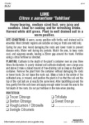 Picture of FRUIT CITRUS LIME TAHITIAN Jumbo Tag                                                                                                                  