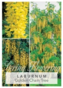 Picture of LABURNUM WATERERI VOSSII GOLDEN CHAIN TREE Jumbo Tag                                                                                                  